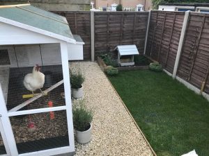 GrassMesh Next To Chicken Coop