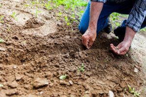 Man sowing a new lawn