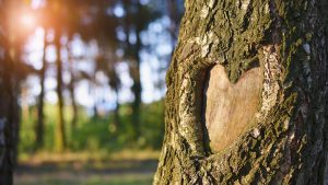 Trees are a type of SUDS system