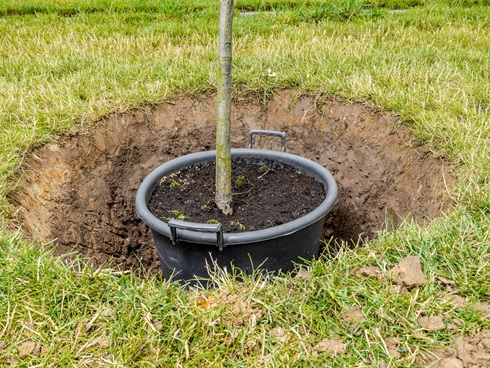 How to install a tree pit
