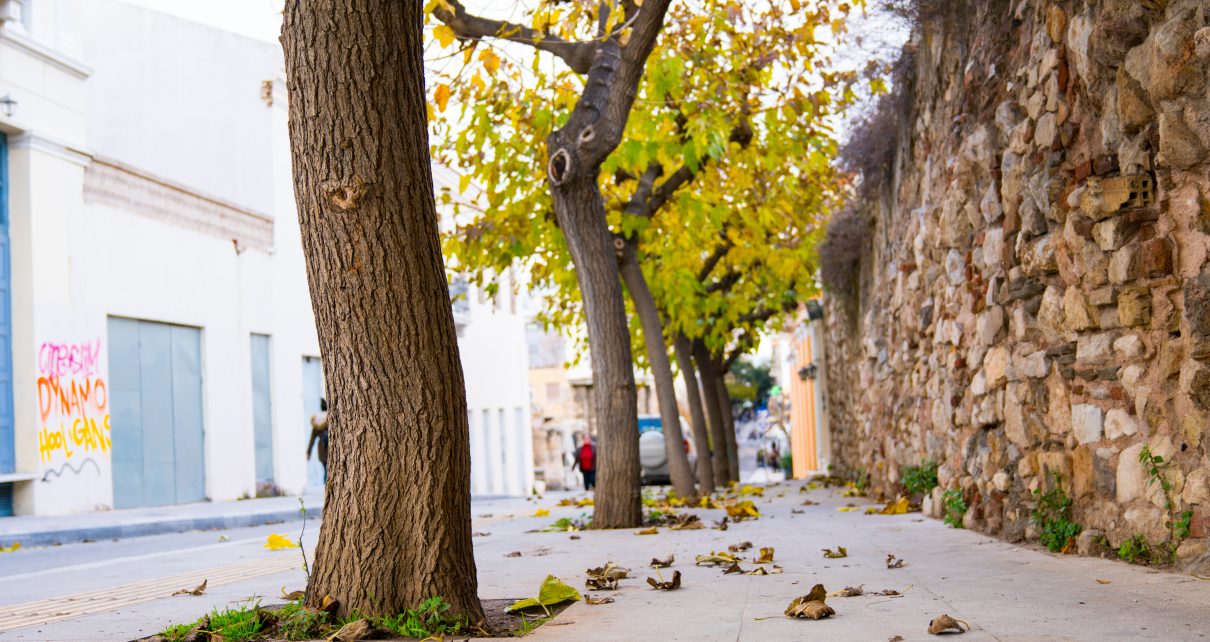 Tree pits: all you need to know
