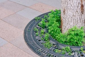 Tree pits and tree grates what are the similarities and differences