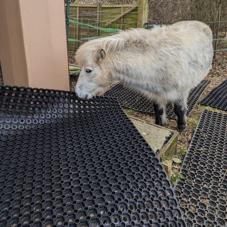 3 - Pony Inspecting Grass Mats