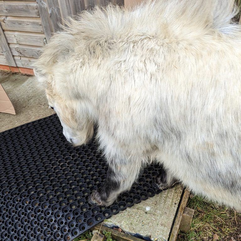 4 - Pony Inspecting Rubber Grass Mats