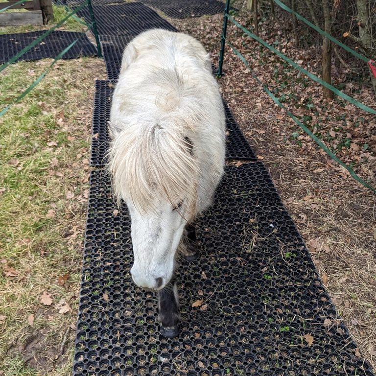 5 - Pony Walking On Rubber Grass Mats