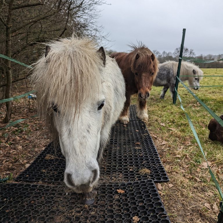 7 - Ponies On Grass Mats
