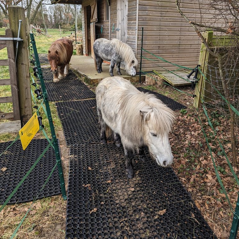 Ponies On Rubber Grass Mats