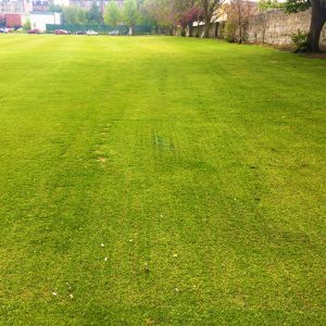 TurfMesh Installed With Grass Grown Through