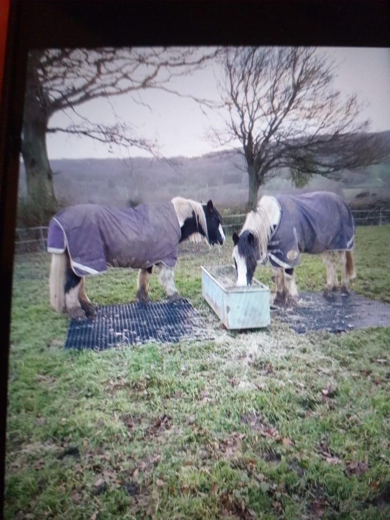 Image #1 from Carol F.